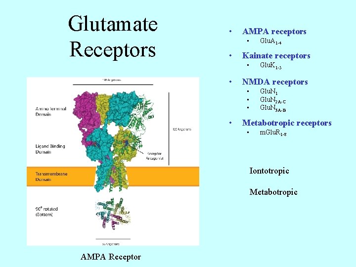 Glutamate Receptors • AMPA receptors • • Kainate receptors • • Glu. K 1