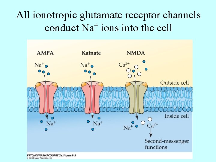 All ionotropic glutamate receptor channels conduct Na+ ions into the cell 