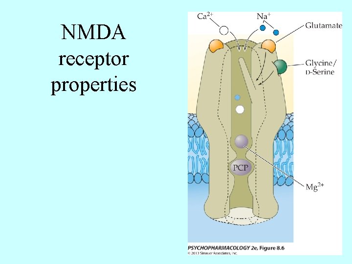 NMDA receptor properties 