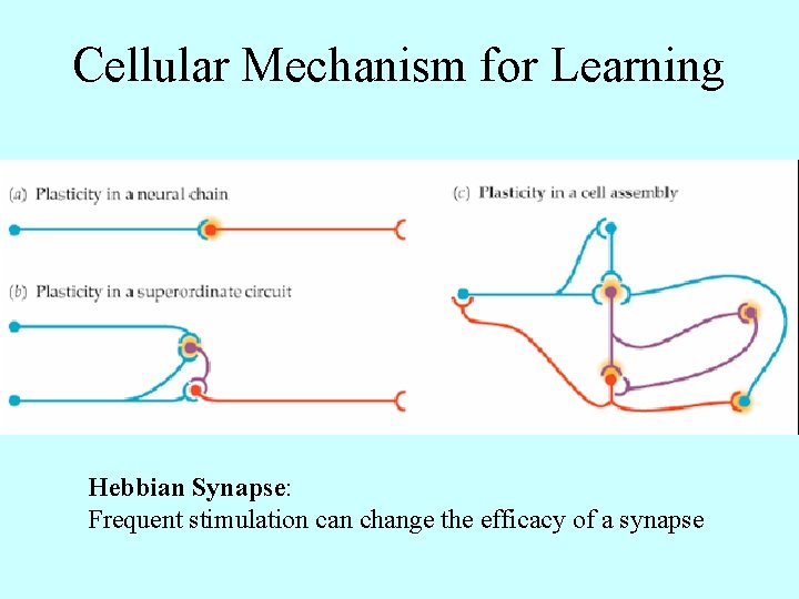 Cellular Mechanism for Learning Hebbian Synapse: Frequent stimulation can change the efficacy of a