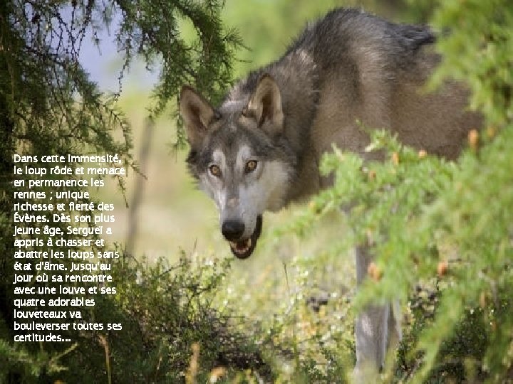 Dans cette immensité, le loup rôde et menace en permanence les rennes ; unique