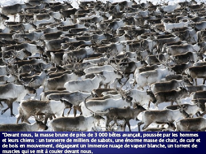 "Devant nous, la masse brune de près de 3 000 bêtes avançait, poussée par