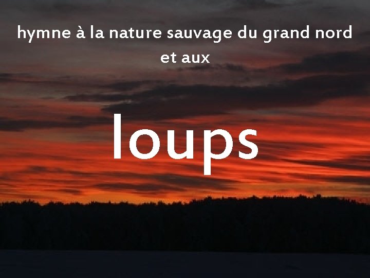 hymne à la nature sauvage du grand nord et aux loups 