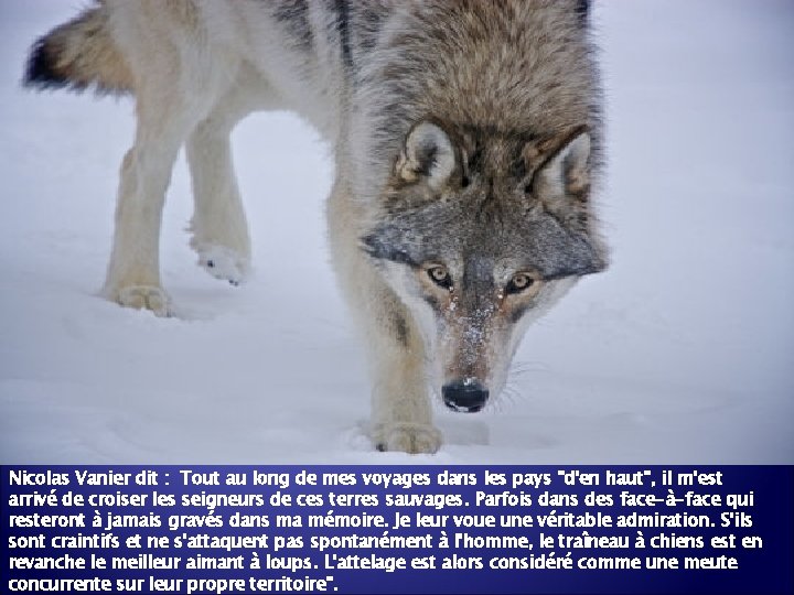 Nicolas Vanier dit : Tout au long de mes voyages dans les pays "d'en