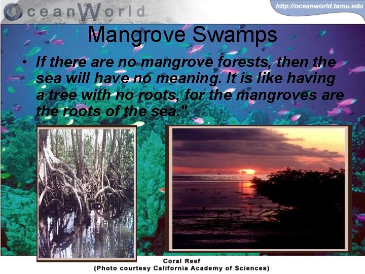 Mangrove Swamps • If there are no mangrove forests, then the sea will have