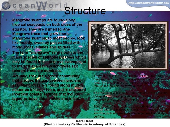 Structure • • • Mangrove swamps are found along tropical seacoasts on both sides