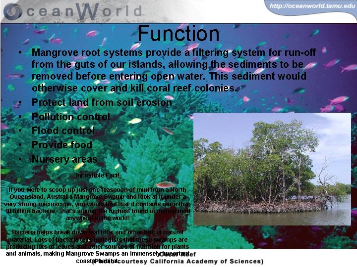 Function • Mangrove root systems provide a filtering system for run-off from the guts