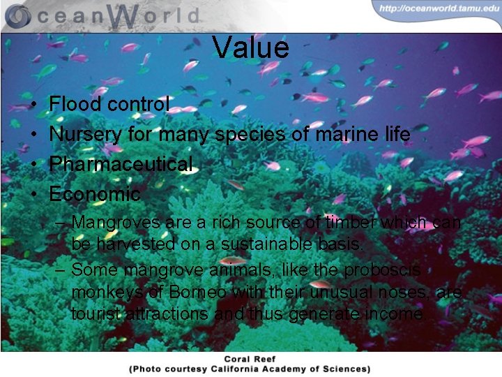 Value • • Flood control Nursery for many species of marine life Pharmaceutical Economic