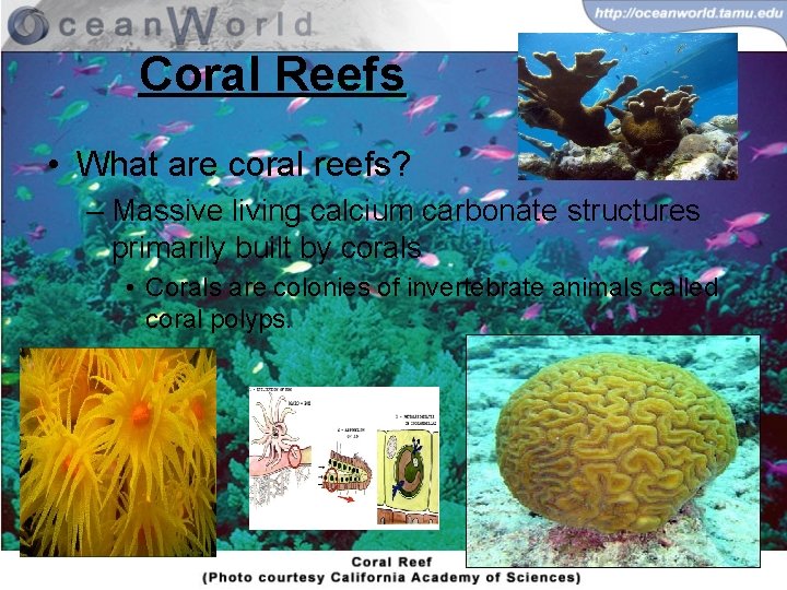 Coral Reefs • What are coral reefs? – Massive living calcium carbonate structures primarily