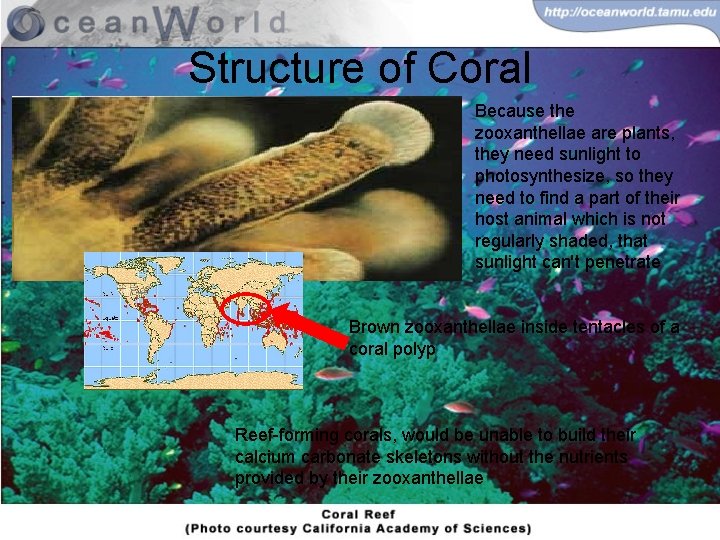 Structure of Coral Because the zooxanthellae are plants, they need sunlight to photosynthesize, so