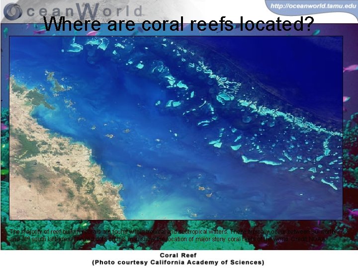 Where are coral reefs located? The majority of reef building corals are found within