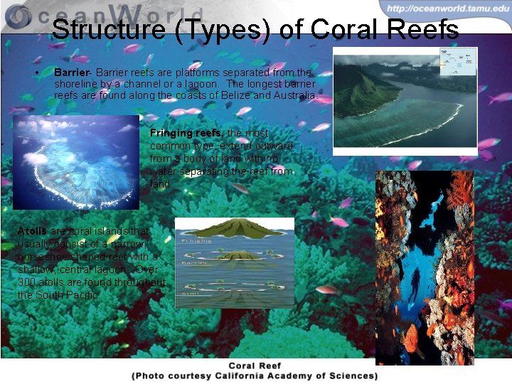 Structure (Types) of Coral Reefs • Barrier- Barrier reefs are platforms separated from the