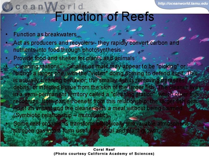 Function of Reefs • Function as breakwaters • Act as producers and recyclers -