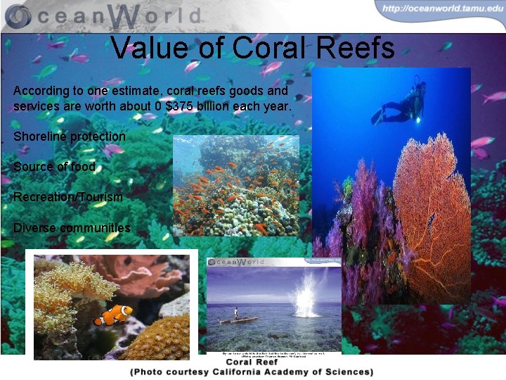 Value of Coral Reefs According to one estimate, coral reefs goods and services are