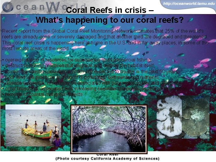 Coral Reefs in crisis – What’s happening to our coral reefs? Recent report from