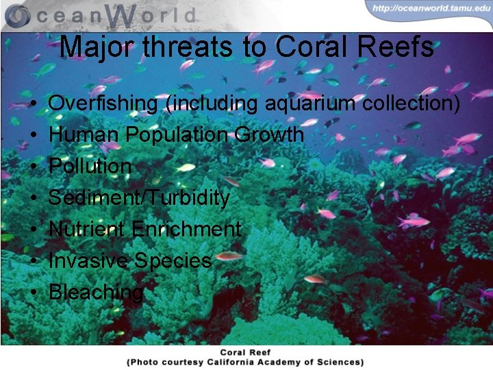 Major threats to Coral Reefs • • Overfishing (including aquarium collection) Human Population Growth