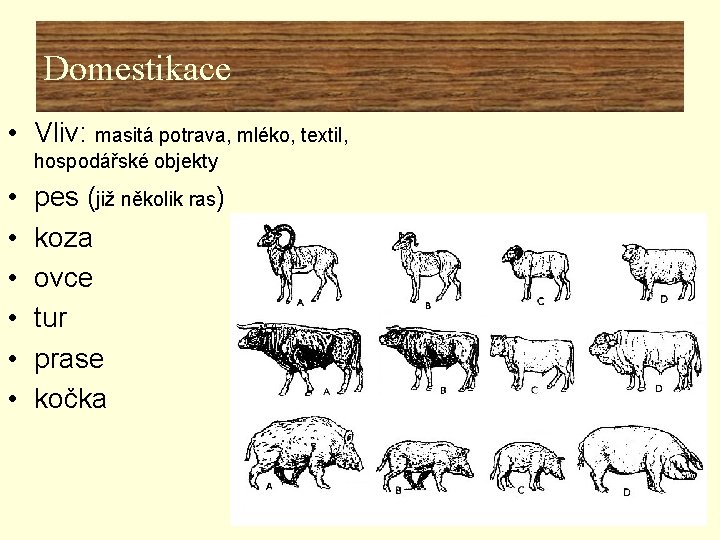 Domestikace • Vliv: masitá potrava, mléko, textil, hospodářské objekty • • • pes (již Domestikace • Vliv: masitá potrava, mléko, textil, hospodářské objekty • • • pes (již