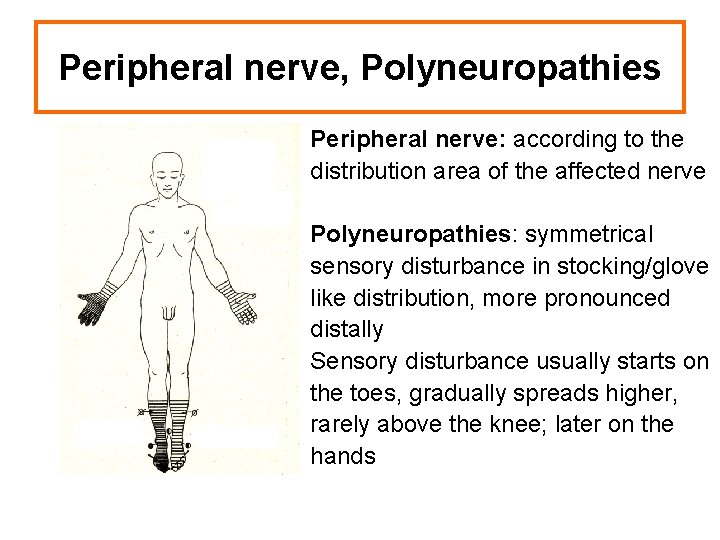 Peripheral nerve, Polyneuropathies Peripheral nerve: according to the distribution area of the affected nerve