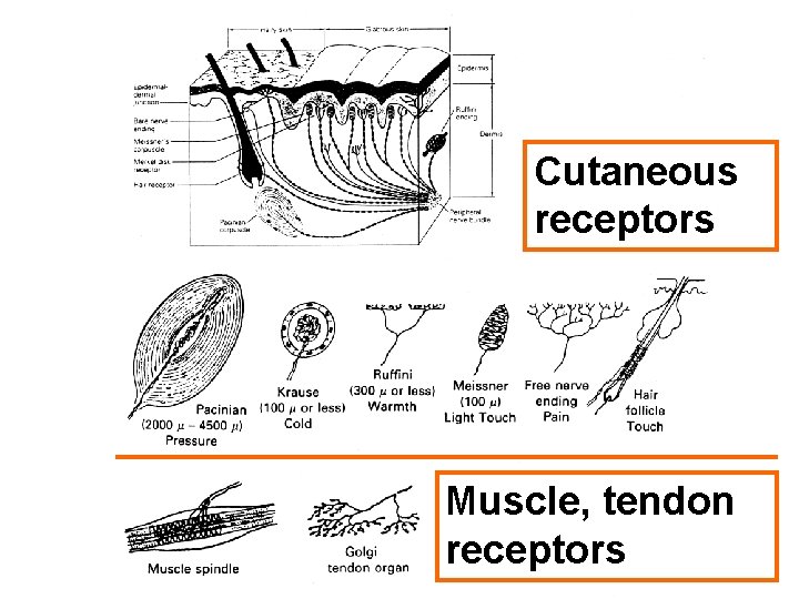 Cutaneous receptors Muscle, tendon receptors 