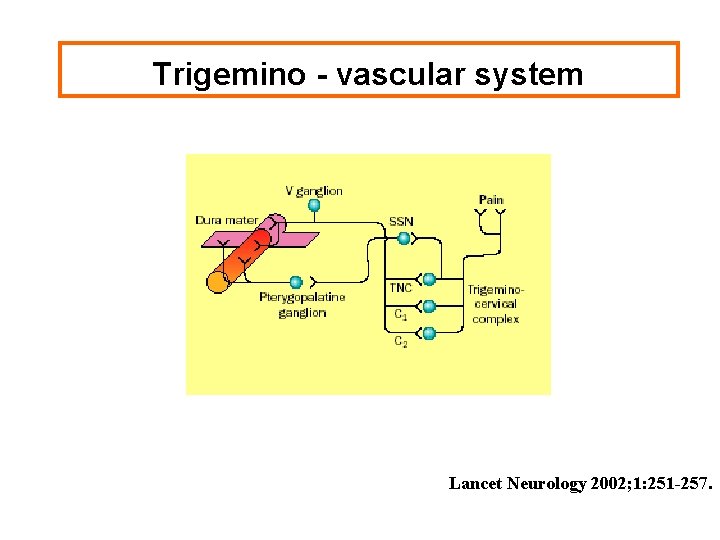 Trigemino - vascular system Lancet Neurology 2002; 1: 251 -257. 