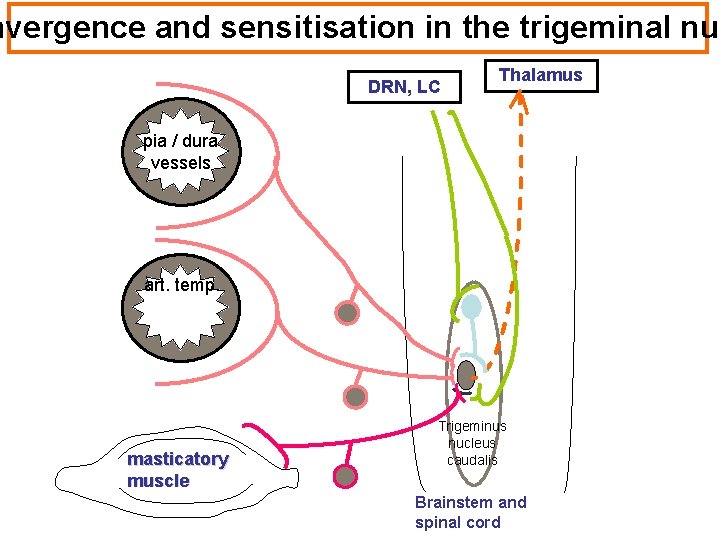 nvergence and sensitisation in the trigeminal nuc DRN, LC Thalamus pia / dura vessels