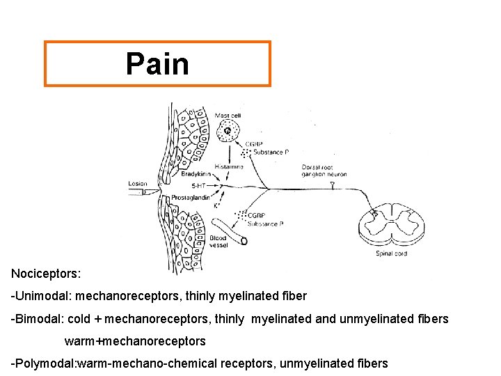 Pain Nociceptors: -Unimodal: mechanoreceptors, thinly myelinated fiber -Bimodal: cold + mechanoreceptors, thinly myelinated and