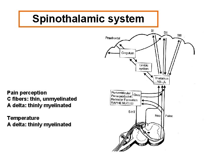 Spinothalamic system Pain perception C fibers: thin, unmyelinated A delta: thinly myelinated Temperature A