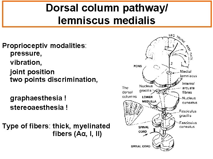 Dorsal column pathway/ lemniscus medialis Proprioceptiv modalities: pressure, vibration, joint position two points discrimination,