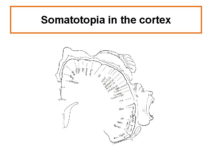 Somatotopia in the cortex 