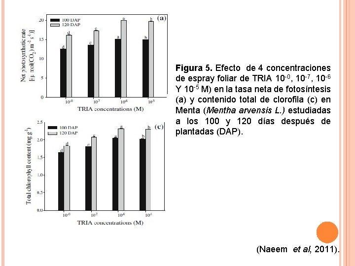 Figura 5. Efecto de 4 concentraciones de espray foliar de TRIA 10 -0, 10