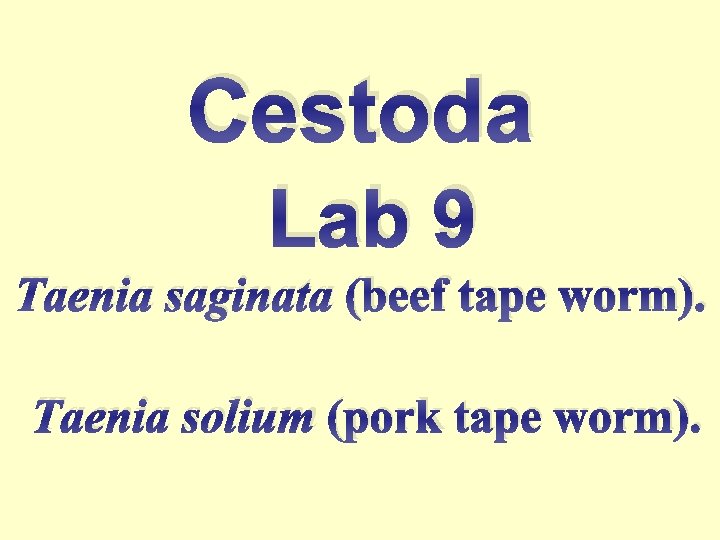 Cestoda Lab 9 Taenia saginata (beef tape worm). Taenia solium (pork tape worm). 