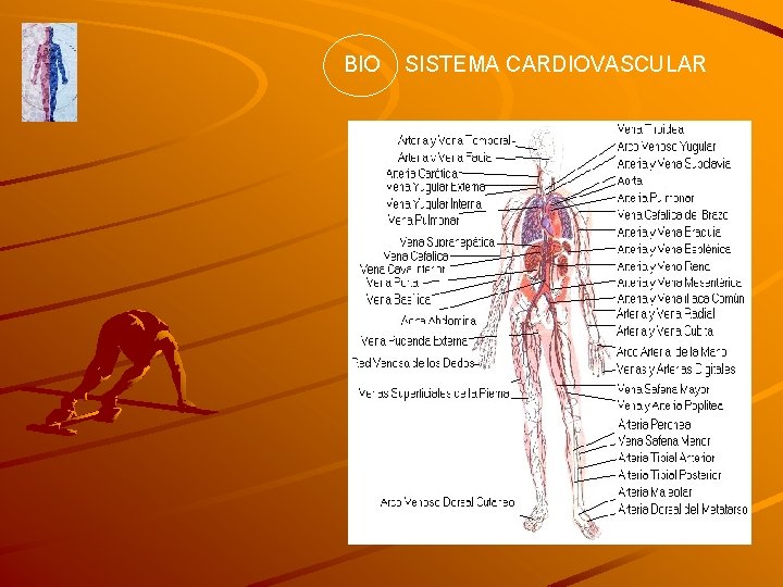 BIO SISTEMA CARDIOVASCULAR 