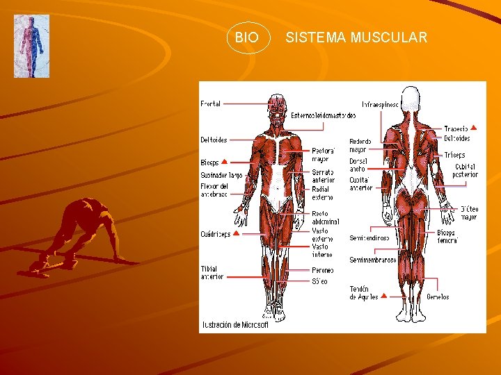 BIO SISTEMA MUSCULAR 