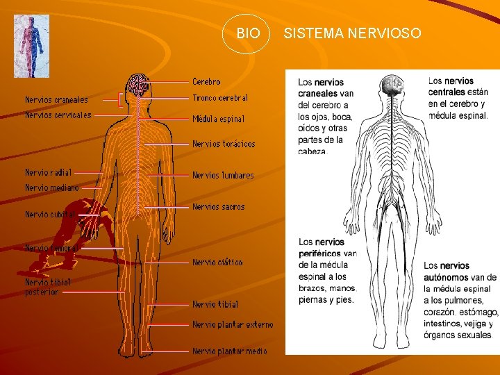 BIO SISTEMA NERVIOSO 