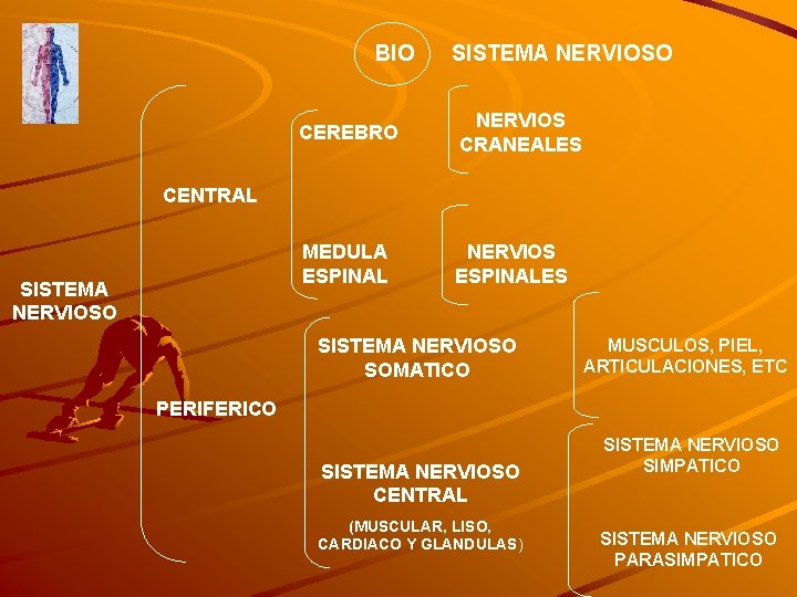 BIO SISTEMA NERVIOSO CEREBRO NERVIOS CRANEALES MEDULA ESPINAL NERVIOS ESPINALES CENTRAL SISTEMA NERVIOSO SOMATICO