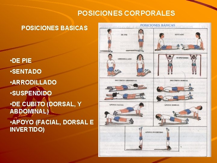 POSICIONES CORPORALES POSICIONES BASICAS • DE PIE • SENTADO • ARRODILLADO • SUSPENDIDO •
