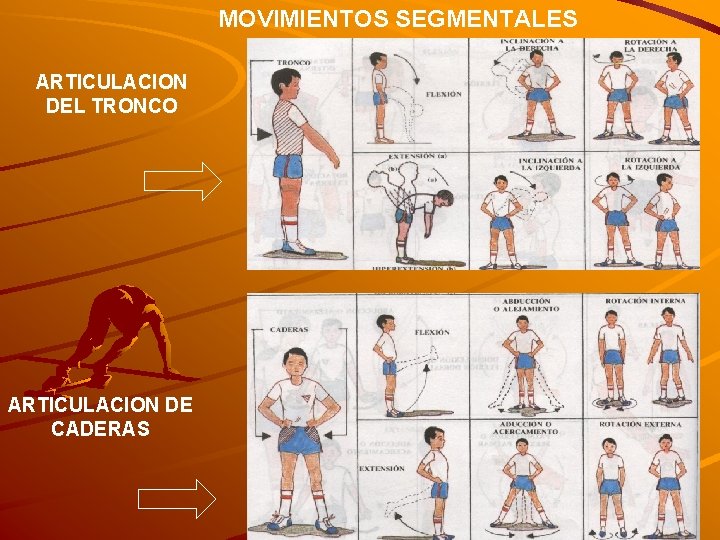 MOVIMIENTOS SEGMENTALES ARTICULACION DEL TRONCO ARTICULACION DE CADERAS 