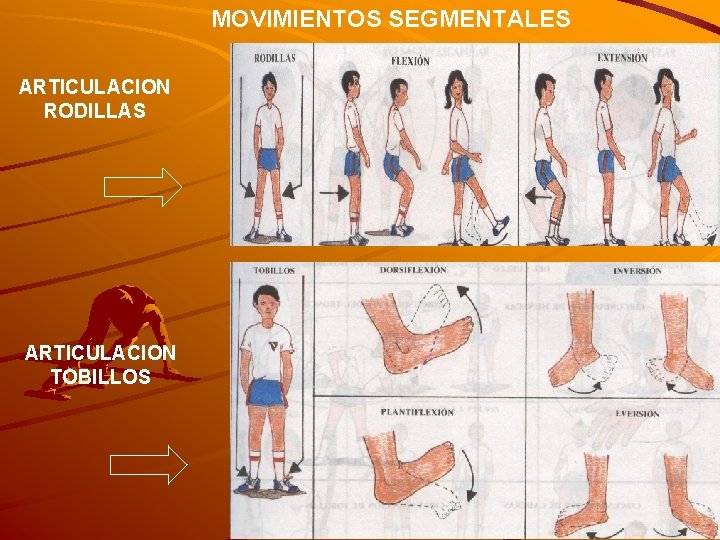 MOVIMIENTOS SEGMENTALES ARTICULACION RODILLAS ARTICULACION TOBILLOS 