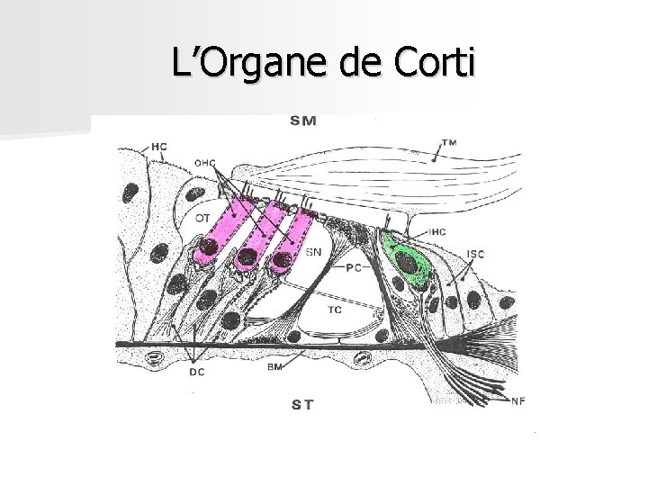 L’Organe de Corti L’Organe de Corti