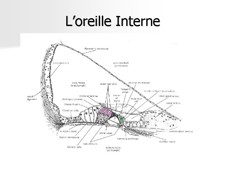 L’oreille Interne L’oreille Interne