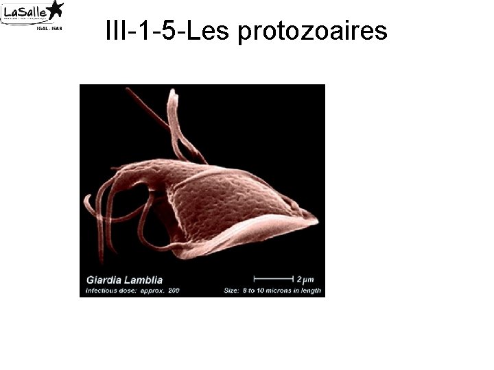 III-1 -5 -Les protozoaires 