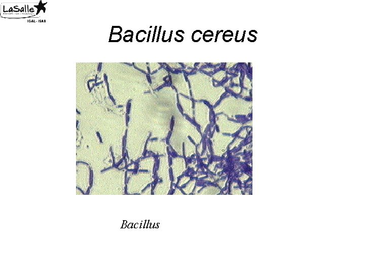 Bacillus cereus Bacillus 