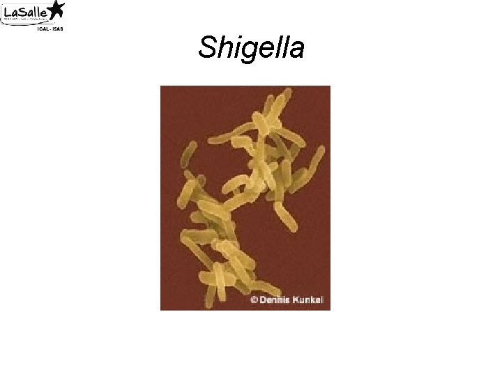 Shigella 