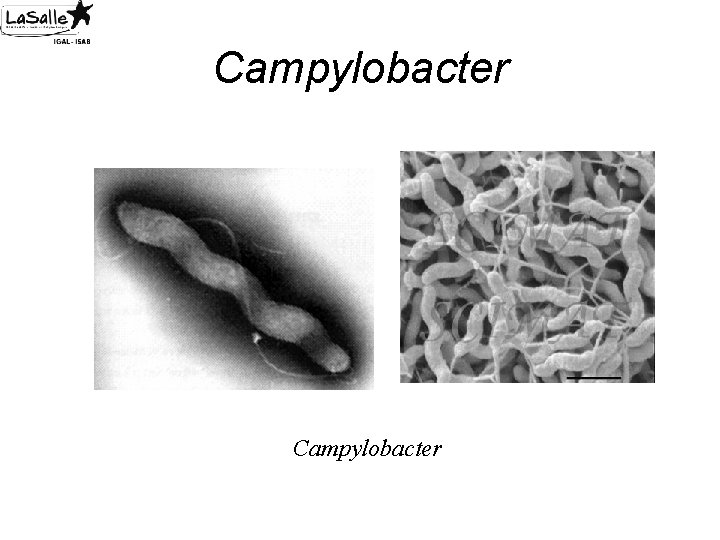 Campylobacter 