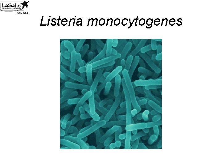 Listeria monocytogenes 