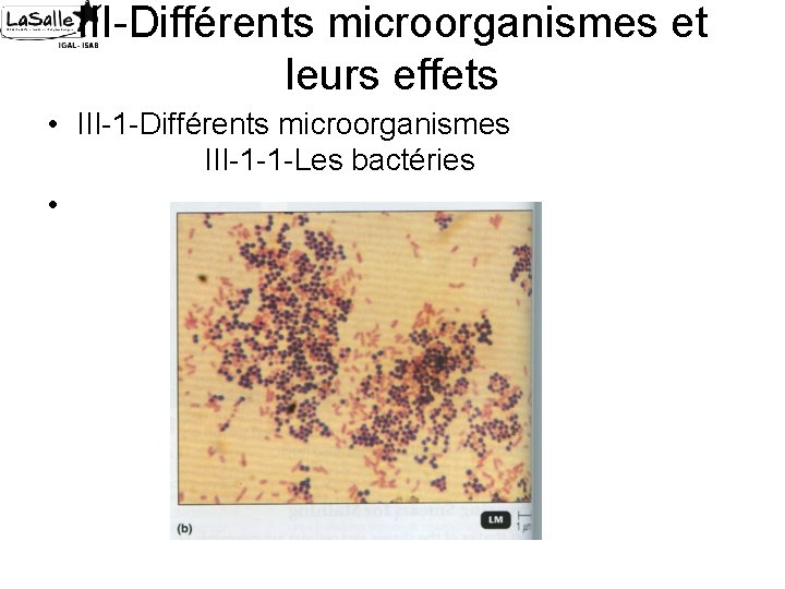 III-Différents microorganismes et leurs effets • III-1 -Différents microorganismes III-1 -1 -Les bactéries •