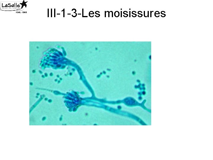 III-1 -3 -Les moisissures 