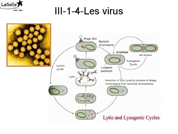 III-1 -4 -Les virus 