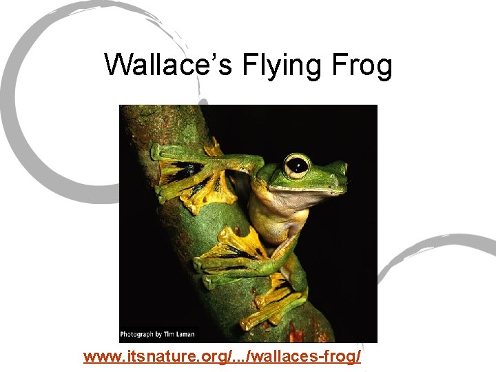 Wallace’s Flying Frog www. itsnature. org/. . . /wallaces-frog/ 