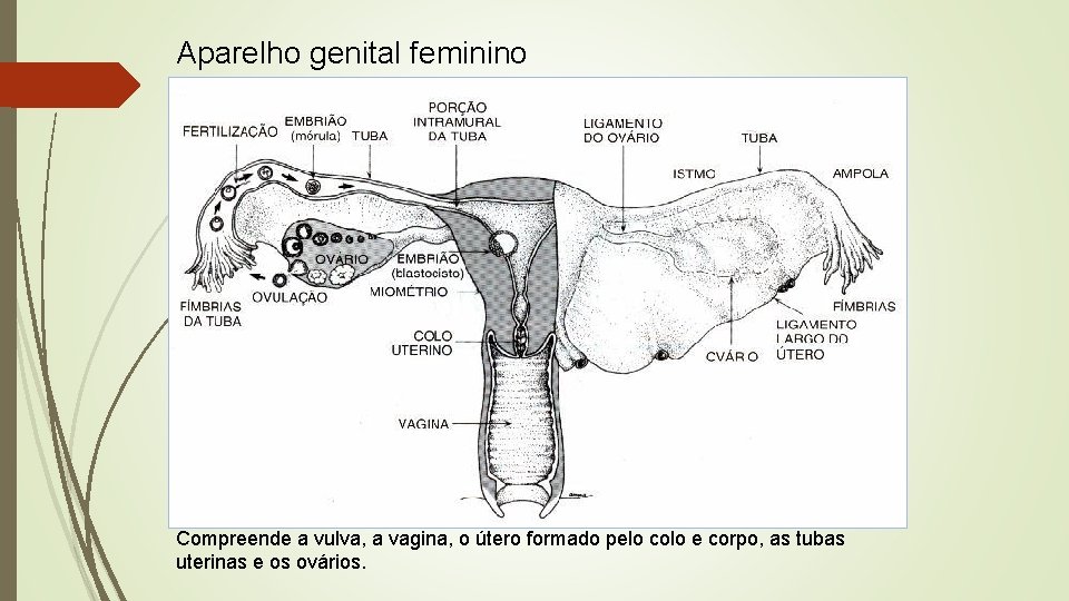 Aparelho genital feminino Compreende a vulva, a vagina, o útero formado pelo colo e
